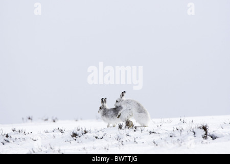 Mountain lepre (Lepus timidus) Coppia adulta, bianco cappotto invernale, coniugata su strade coperte di neve hillside, Lammermuir Hills, bordi Foto Stock