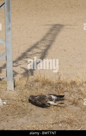 Comune Poiana (Buteo buteo) adulto, morti dopo la collisione con con tettuccio di cavi di alimentazione, Spagna Foto Stock