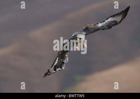 Jackal Poiana (Buteo rufofuscus) adulto, in volo, Giant's Castle, Drakensberg Mountains, Sud Africa, inverno Foto Stock