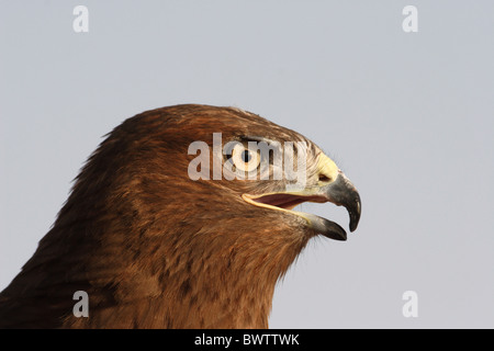 Dalle lunghe gambe Poiana (Buteo rufinus) adulto, close-up di testa, Dubai Desert Conservation Reserve, Dubai U.A.E. Foto Stock