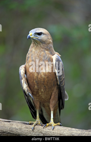 Steppa Poiana (Buteo buteo vulpinus) adulto, appollaiato sul ramo, Cape Town, Western Cape, Sud Africa Foto Stock