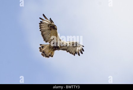 Rough-zampe Poiana (Buteo lagopus) adulto, in volo, Varangerfjord, Finnmark, Norvegia Foto Stock