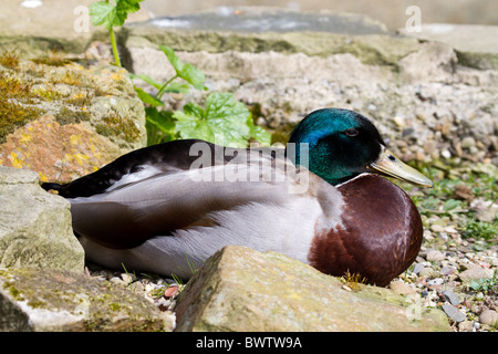 Mallard Duck maschio avente un periodo di riposo al sole Foto Stock