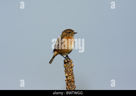 Comune (Stonechat Saxicola torquata) maschio immaturo, primo inverno piumaggio, appollaiato su seedhead, West Midlands, Inghilterra, marzo Foto Stock