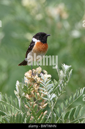 Siberian Stonechat (Saxicola maurus) maschio adulto, appollaiato su flowerhead, Lake Alakol, Kazakistan, giugno Foto Stock