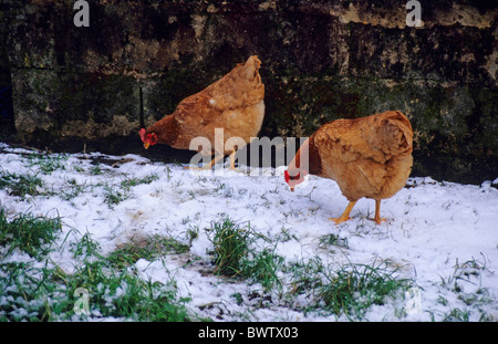 Due galline rovistando in un campo nevoso. Foto Stock