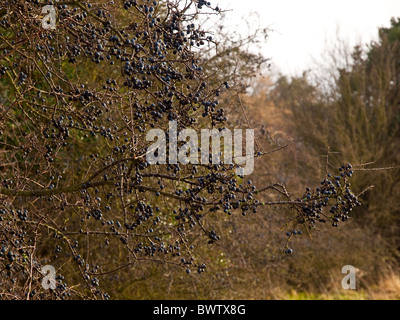 Prugnole, frutto del Black Thorn 'Prunus spinosa' Foto Stock