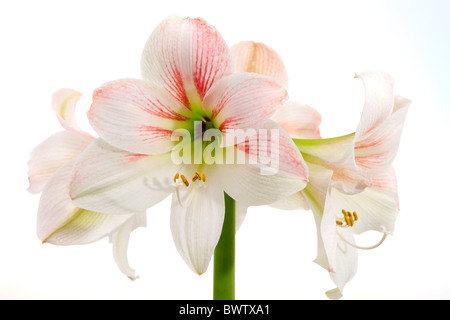 White Amaryllis Hippeastrum, Foto Stock