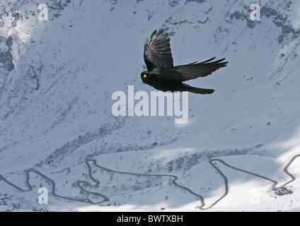 Gracchio alpino (Pyrrhocorax graculus) adulto, in volo, in habitat di montagna, Val Gardena, Dolomiti, Italia Foto Stock