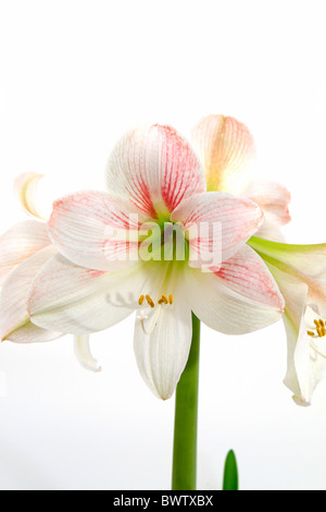 White Amaryllis Hippeastrum, Foto Stock