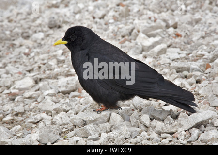 Gracchio alpino (Pyrrhocorax graculus) adulto, in piedi sul suolo pietroso, Dolomiti, Italia Foto Stock
