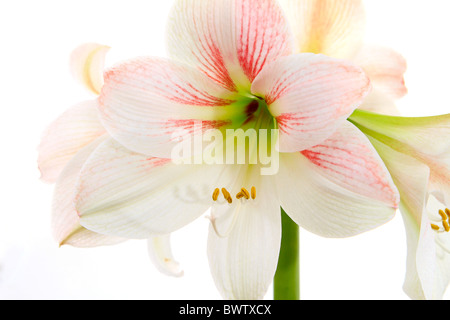 White Amaryllis Hippeastrum, Foto Stock