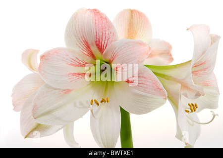 White Amaryllis Hippeastrum, Foto Stock