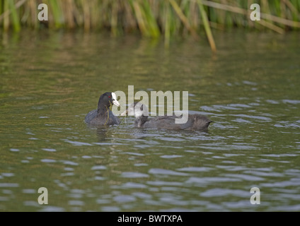 Comune folaga (fulica atra) adulto, alimentazione dei giovani, sull'acqua, Cley paludi, Cley-next-Mare, Norfolk, Inghilterra Foto Stock