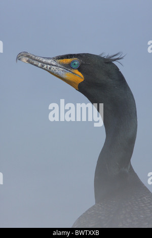 Double-crested cormorano (Phalacrocorax auritus) adulto, allevamento del piumaggio, close-up di testa e collo, British Columbia, Canada Foto Stock