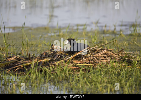 American folaga (fulica americana) adulto, seduta sul nido a Slough, North Dakota, U.S.A., può Foto Stock