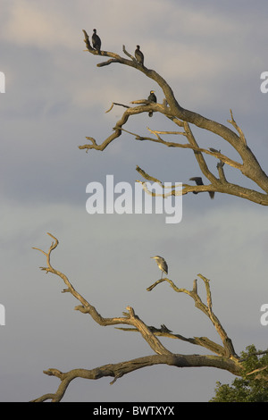 Cormorano (Phalacrocorax carbo) gruppo, sono ' appollaiati su albero morto rami, con airone cinerino (Ardea cinerea), Inghilterra Foto Stock