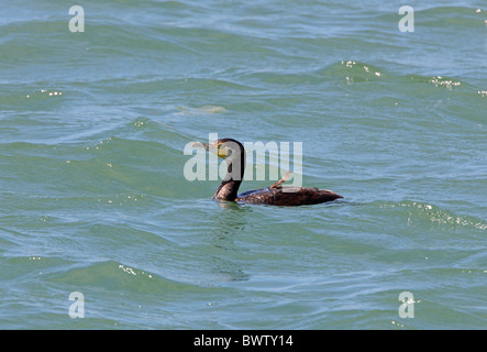 Cormorano (Phalacrocorax carbo moroccanus) nord africana di sottospecie, immaturi, nuoto in mare, Marocco, aprile Foto Stock