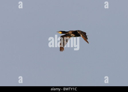 Cormorano (Phalacrocorax carbo sinensis) sub-adulto, moulting, in volo, Lake Alakol, Kazakistan, giugno Foto Stock