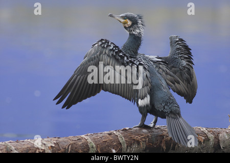 Cormorano (Phalacrocorax carbo) adulto, ali di essiccazione, in piedi sul ramo accanto al canal, Hackney, Londra, Inghilterra, febbraio Foto Stock