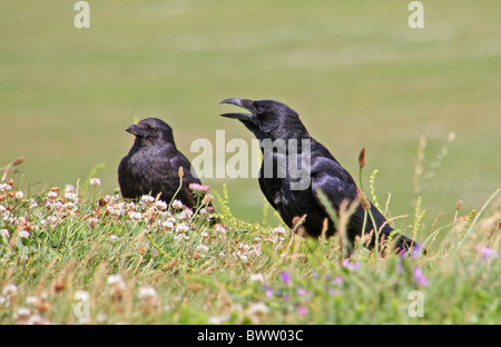 Carrion Crow (Corvus corone) due adulti, chiamando, vicino alla costa, Seaford Testa, East Sussex, Inghilterra, luglio Foto Stock