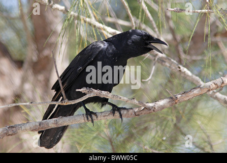 Pesci Corvo (Corvus ossifragus) adulto, chiamando, arroccato nella struttura ad albero, Sanibel Island, Florida, U.S.A., febbraio Foto Stock