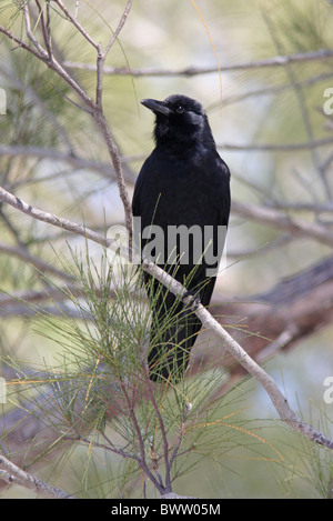 Pesci Corvo (Corvus ossifragus) adulto, arroccato nella struttura ad albero, Sanibel Island, Florida, U.S.A., febbraio Foto Stock