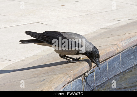 Cornacchia Mantellata (Corvus corone cornix) adulto, acqua potabile dalla fontana, Egitto, gennaio Foto Stock