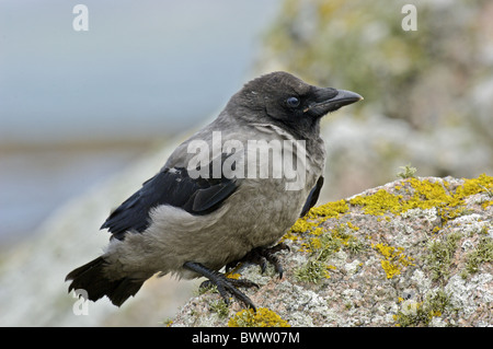 Cornacchia Mantellata (Corvus corone cornix) capretti, appollaiato sulla roccia, Tiree, Ebridi Interne, Scozia, estate Foto Stock