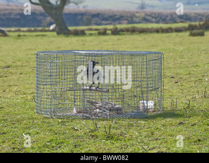 Cornacchia Mantellata (Corvus corone cornix) adulto, catturati nella trappola di larsen, Lancashire, Inghilterra, molla Foto Stock