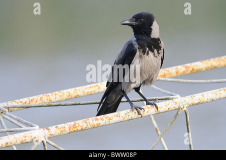 Cornacchia Mantellata (Corvus corone cornix) adulto, appollaiato su metallo, Italia Foto Stock