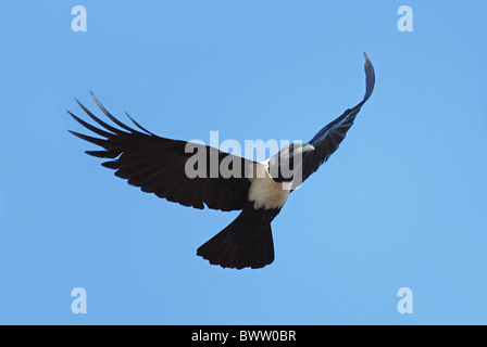 Pied Crow (Corvus albus) adulto in volo sulla savana secca, Tanji, Western Gambia, aprile Foto Stock