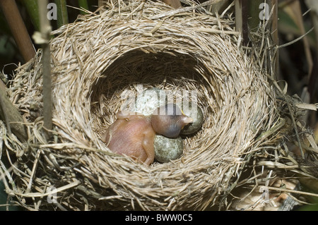 Cuculo comune (Cuculus canorus) appena schiuse pulcino, in nido di Reed eurasiatica trillo (Acrocephalus scirpaceus), Sussex, Inghilterra Foto Stock