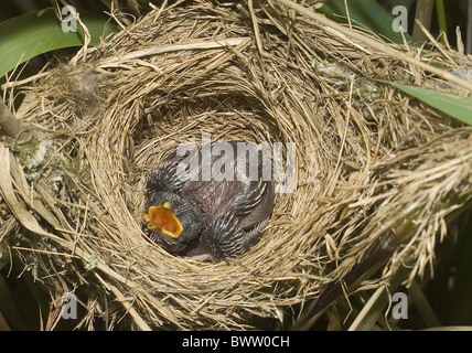 Cuculo comune (Cuculus canorus) pulcino, in nido di Reed eurasiatica trillo (Acrocephalus scirpaceus), Sussex, Inghilterra Foto Stock