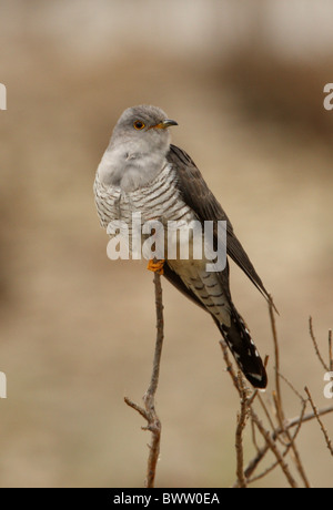 Cuculo comune (Cuculus canorus) immaturo, primo anno del piumaggio, appollaiato su ramoscello, lago Balkhash, Kazakistan, giugno Foto Stock