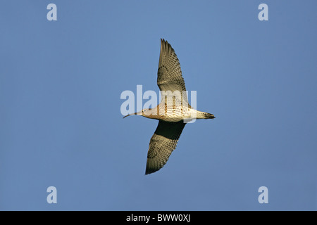 Eurasian Curlew (Numenius arquata) adulto, in volo, Cumbria, Inghilterra, aprile Foto Stock