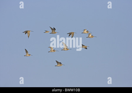 Eurasian Curlew (Numenius arquata) gregge, in volo, Norfolk, Inghilterra, autunno Foto Stock