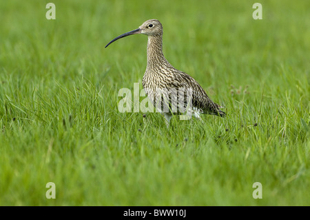 Eurasian Curlew (Numenius arquata) adulto, avvicinando il nido, passeggiate nel prato, Teesdale, County Durham, Inghilterra Foto Stock