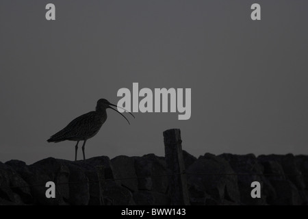 Eurasian Curlew (Numenius arquata) adulto, chiamando, stagliano sulla pietra a secco a parete, Lammermuir Hills, frontiere, Scozia, molla Foto Stock