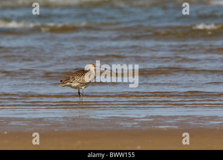 Estremo-orientale (Curlew Numenius madagascariensis) adulto, in piedi a bordo di acqua, Beidaihe, Hebei, Cina, può Foto Stock