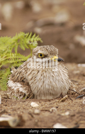 Eurasian in pietra (curlew Burhinus oedicnemus) adulto seduto sulle uova nel nido, Norfolk, Inghilterra Foto Stock