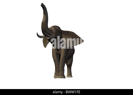 Elephant - Bella pachiderma maschio con enormi zanne. Foto Stock