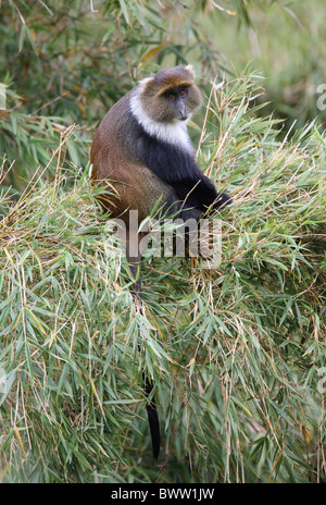 Monkey scimmie guenon guenons primate primati mammifero mammiferi animali animali africa fauna africana natura 'bianco-throated Foto Stock