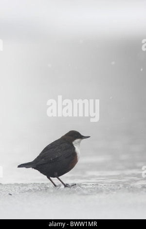 White throated Dipper Cinclus cinclus Foto Stock