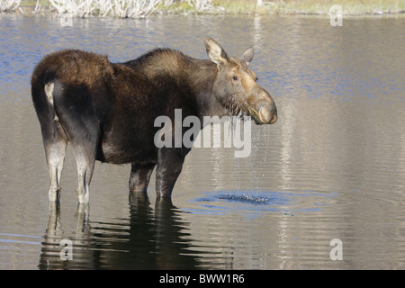 Cervo Alce Elk elks erbivoro erbivori mammifero mammiferi animali animali asia asian eurasia eurasian europa europea 'nord Foto Stock