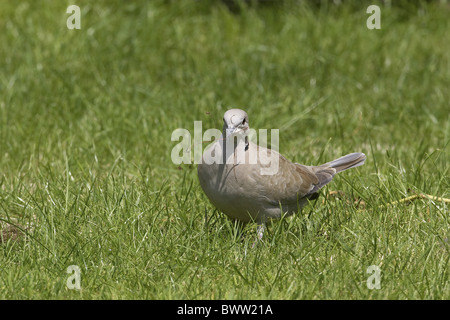 Eurasian Colomba a collare (Steptopelia decaocto) adulto, la raccolta di materiale di nido, Warwickshire, Inghilterra, molla Foto Stock