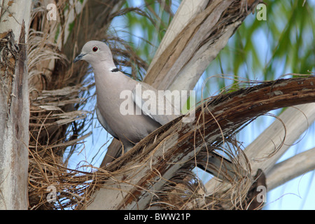 Eurasian Colomba a collare (Steptopelia decaocto) adulto, specie introdotte, arroccato in Palm tree, Florida, U.S.A., febbraio Foto Stock