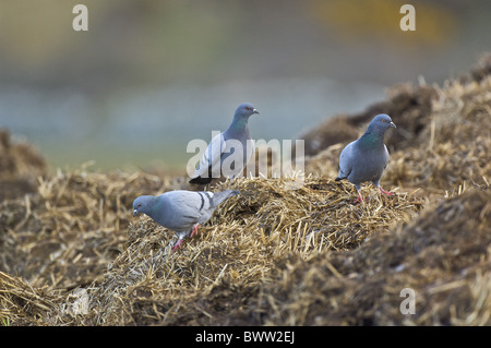 Rock Colomba (Columba livia) tre adulti, alimentando sul mucchio di letame, Loch Gorm, Islay, Ebridi Interne, Scozia Foto Stock