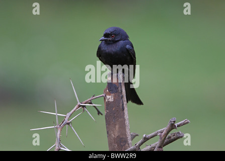 Forcella-tailed Drongo (Dicrurus adsimilis adsimilis) adulto, appollaiato su legno, Lake Naivasha, Kenya, ottobre Foto Stock