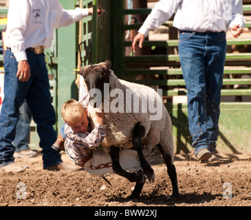 Stati Uniti d'America, Idaho, Bruneau Rodeo Giovane ragazzo in sella pecore durante il montone Bustin' contest. Foto Stock